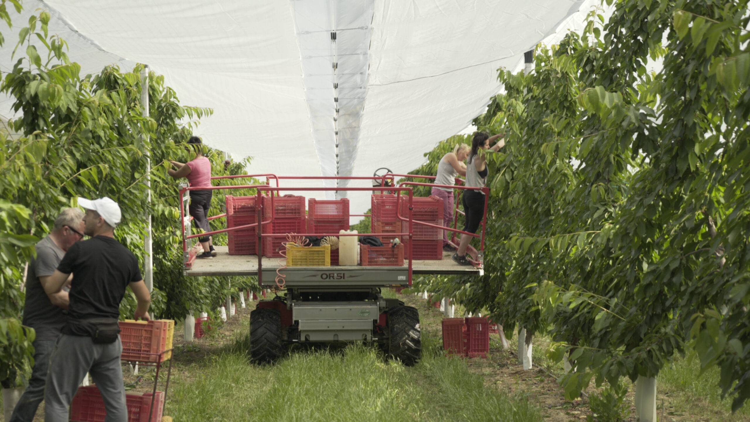 arrigoni-agrotextiles-Protecta|arrigoni-agrotextiles-macfrut